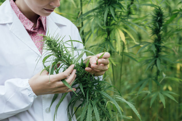 plantaciones de cannabis