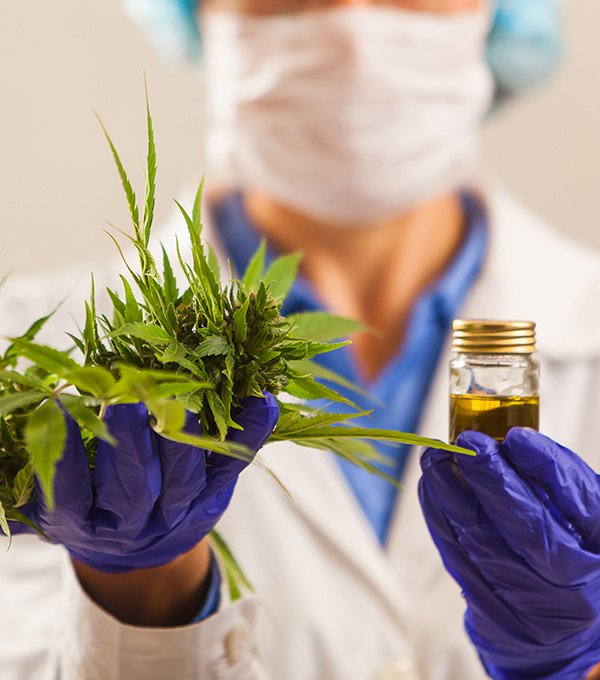 Cannabis