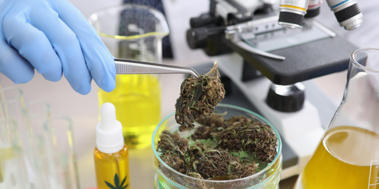 Cannabis en la industria farmacéutica