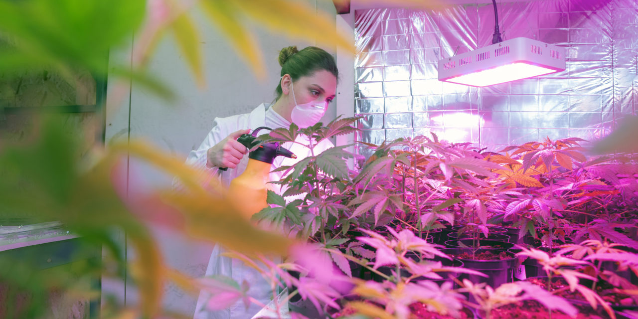 Plaguicidas y pesticidas: ¿cómo afectan a las plantas de cannabis?