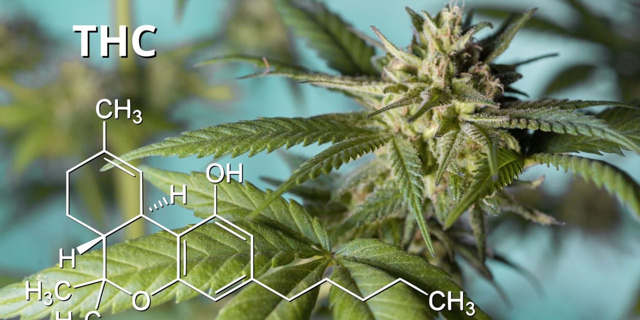 Tetrahidrocannabinol o THC: usos y aportes provechosos