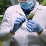 Personal de laboratorio analizando muestra de cannabis