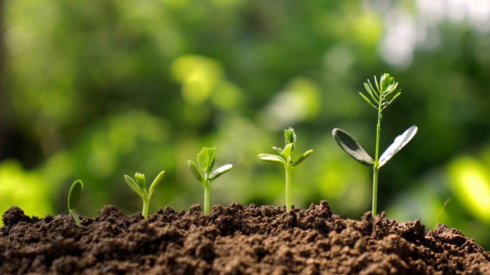 Análisis de suelos: ¿para qué sirve el fósforo en las plantas?