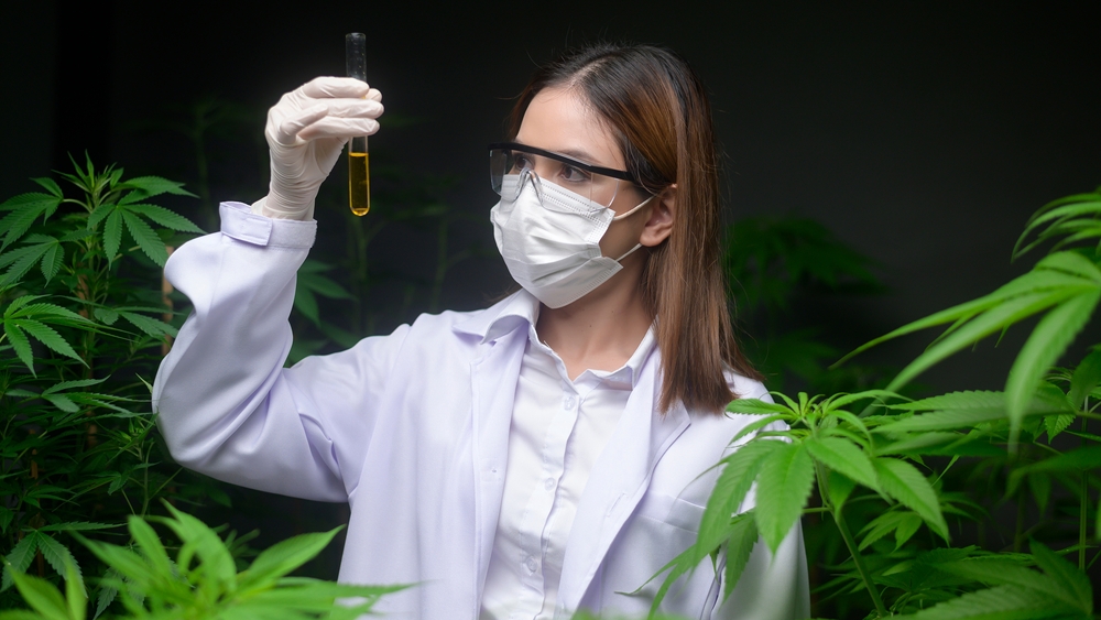Metales pesados en cannabis: ¿cuáles son los peligros?