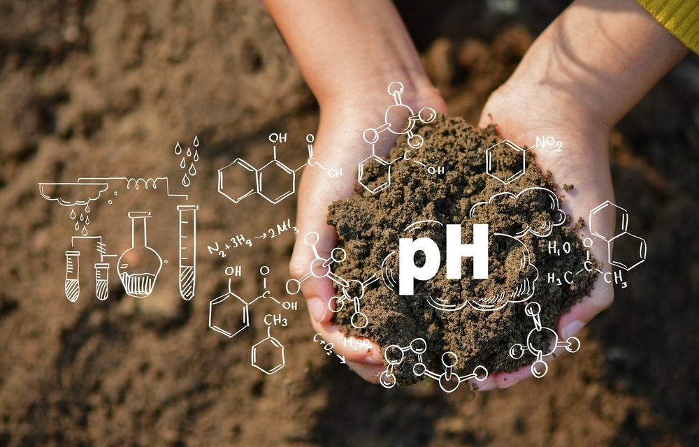 Análisis de suelos: ¿qué es el pH del suelo y cómo afecta su calidad?