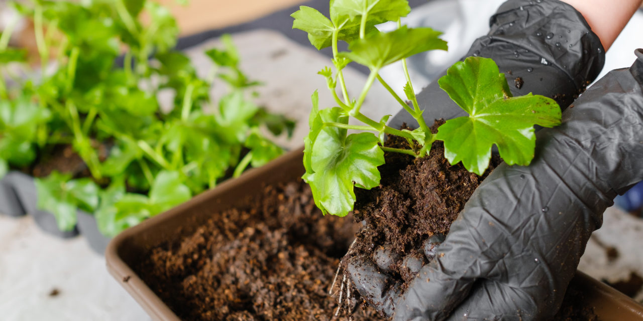 ¿Cómo elegir el mejor sustrato para plantas?